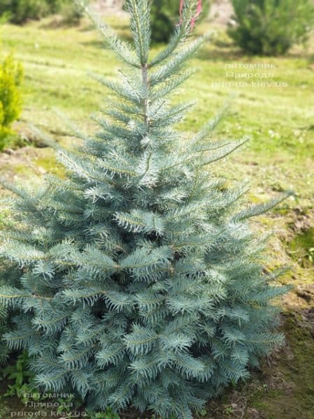 Пихта одноцветная (Abies Concolor) ФОТО Питомник растений Природа (46)