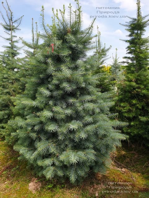 Пихта одноцветная (Abies Concolor) ФОТО Питомник растений Природа (48)