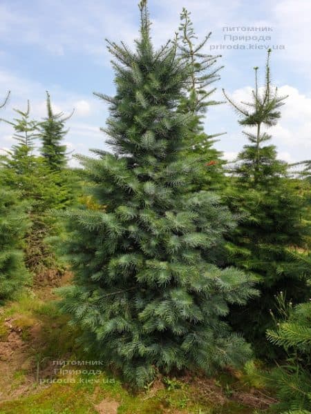 Пихта одноцветная (Abies Concolor) ФОТО Питомник растений Природа (50)