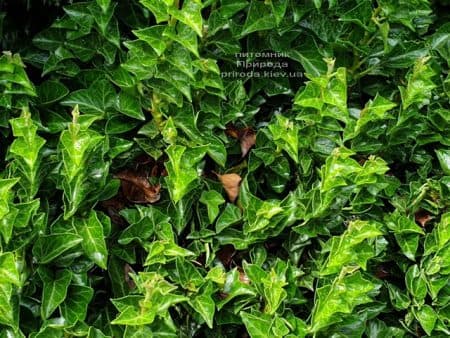 Плющ Эректа (Hedera helix Erecta) ФОТО Питомник растений Природа (2)