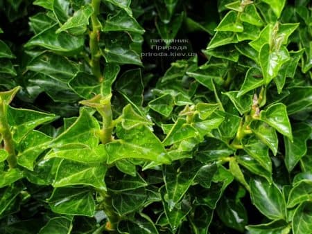 Плющ Эректа (Hedera helix Erecta) ФОТО Питомник растений Природа (3)