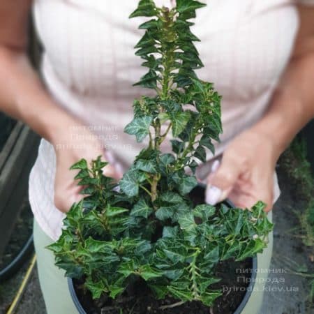 Плющ Эректа (Hedera helix Erecta) ФОТО Питомник растений Природа (5)