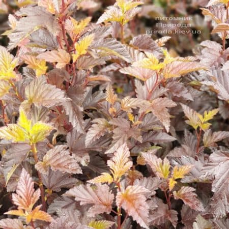 Міхуроплідник калінолістний Андре (Physocarpus opulifolius Andre) ФОТО Розплідник рослин Природа (1)