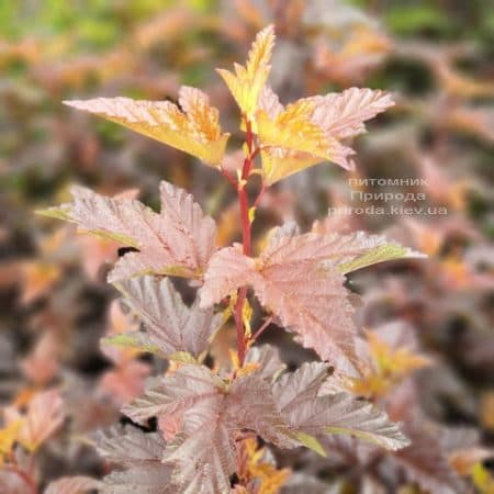 Міхуроплідник калінолістний Андре (Physocarpus opulifolius Andre) ФОТО Розплідник рослин Природа (2)