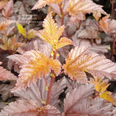 Пузыреплодник калинолистный Андре (Physocarpus opulifolius Andre) ФОТО Питомник растений Природа (3)