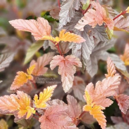 Пузыреплодник калинолистный Андре (Physocarpus opulifolius Andre) ФОТО Питомник растений Природа (4)