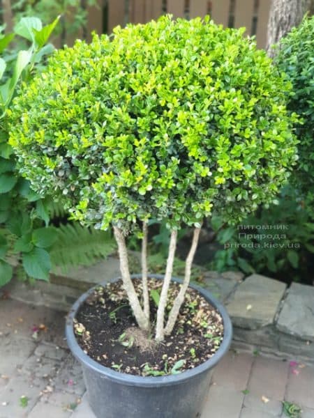 Самшит мелколистный Фолкнер на ножках (Buxus microphilla Faulkner) ФОТО Питомник растений Природа (2)