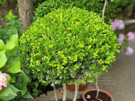 Самшит мелколистный Фолкнер на ножках (Buxus microphilla Faulkner) ФОТО Питомник растений Природа (4)