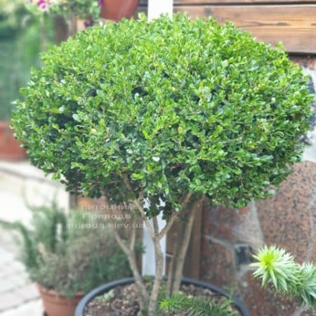 Самшит мелколистный Фолкнер на ножках (Buxus microphilla Faulkner) ФОТО Питомник растений Природа (5)