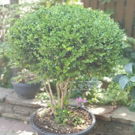 Самшит мелколистный Фолкнер на ножках (Buxus microphilla Faulkner) ФОТО Питомник растений Природа (9)