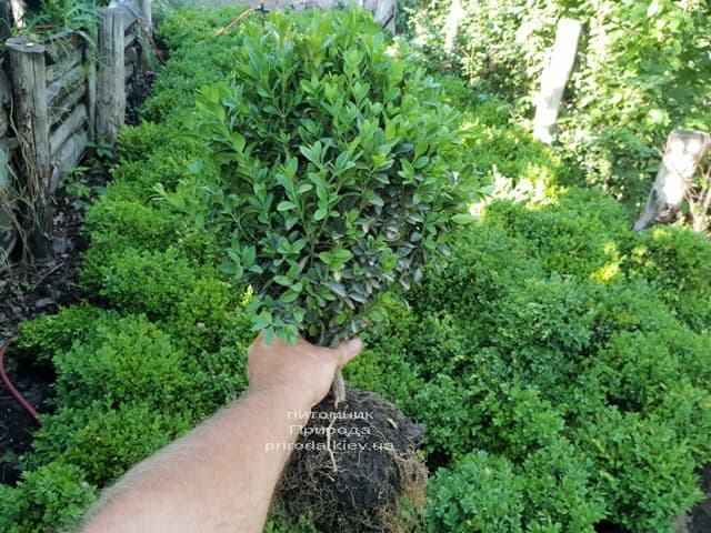 Самшит вечнозелёный (Buxus sempervirens) ФОТО Питомник растений Природа (9)
