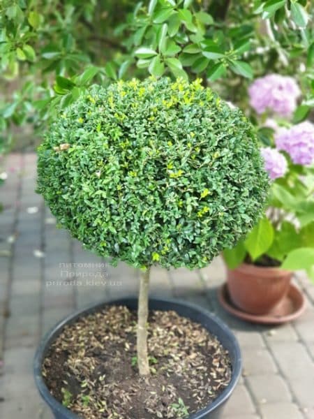 Самшит на ножке (Buxus sempervirens) ФОТО Питомник растений Природа (1)