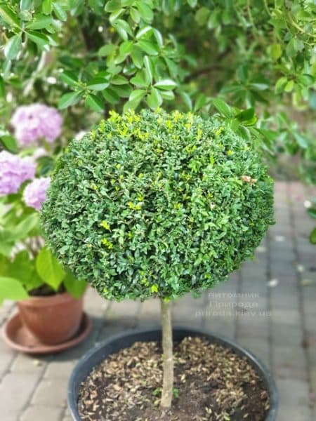 Самшит на ножке (Buxus sempervirens) ФОТО Питомник растений Природа (2)