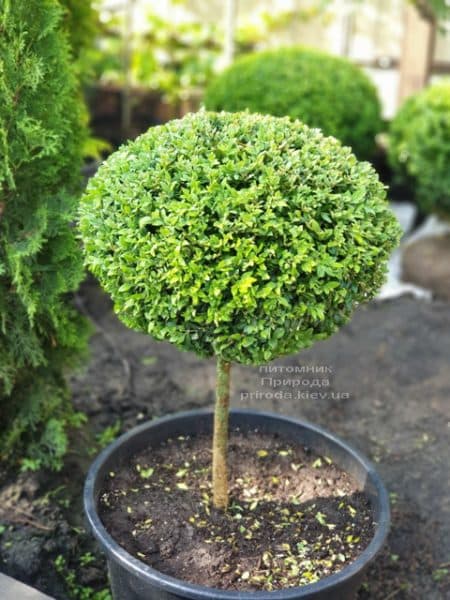 Самшит на ніжці (Buxus sempervirens) ФОТО Розплідник рослин Природа (3)