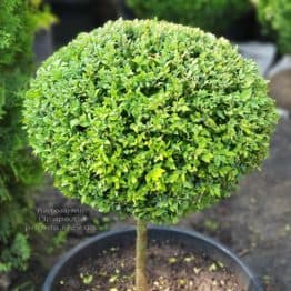 Самшит на ножке (Buxus sempervirens) ФОТО Питомник растений Природа (4)