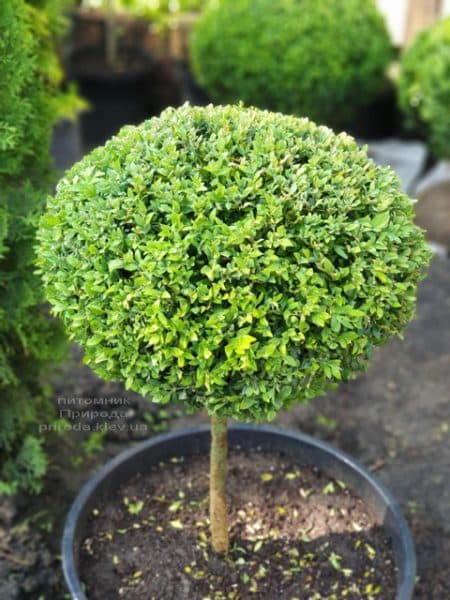 Самшит на ножке (Buxus sempervirens) ФОТО Питомник растений Природа (4)