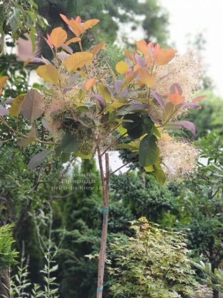 Скумпия кожевенная Грейс (Cotinus coggygria Grace) ФОТО Питомник растений Природа (5)