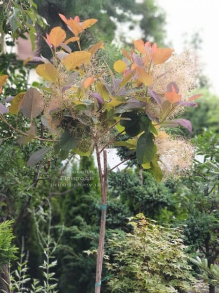 Скумпія шкіряна Грейс (Cotinus coggygria Grace) ФОТО Розплідник рослин Природа (5)