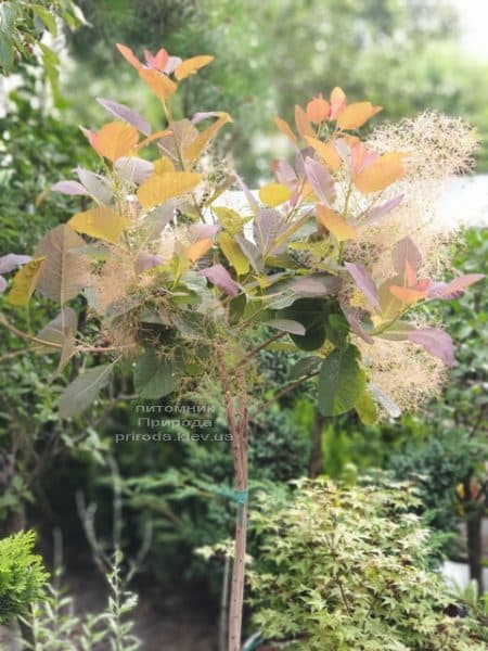 Скумпія шкіряна Грейс (Cotinus coggygria Grace) ФОТО Розплідник рослин Природа (6)