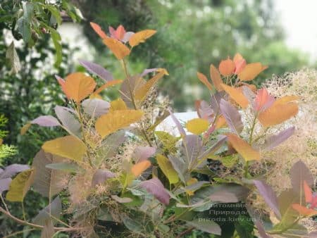 Скумпія шкіряна Грейс (Cotinus coggygria Grace) ФОТО Розплідник рослин Природа (7)