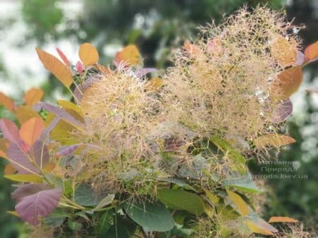 Скумпия кожевенная Грейс (Cotinus coggygria Grace) ФОТО Питомник растений Природа (8)