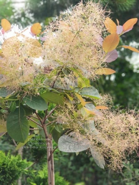 Скумпія шкіряна Грейс (Cotinus coggygria Grace) ФОТО Розплідник рослин Природа (9)