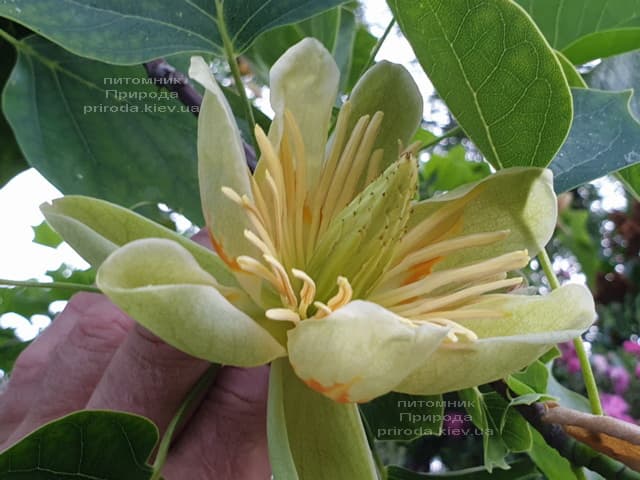 Тюльпанове дерево Ліріодендрон (Liriodendron tulipifera) ФОТО Розплідник рослин Природа (10)