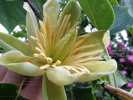 Тюльпановое дерево Лириодендрон (Liriodendron tulipifera) ФОТО Питомник растений Природа (11)