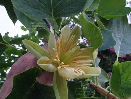 Тюльпанове дерево Ліріодендрон (Liriodendron tulipifera) ФОТО Розплідник рослин Природа (12)