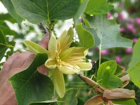 Тюльпанове дерево Ліріодендрон (Liriodendron tulipifera) ФОТО Розплідник рослин Природа (13)