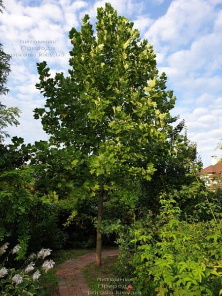 Тюльпановое дерево Лириодендрон (Liriodendron tulipifera) ФОТО Питомник растений Природа (14)