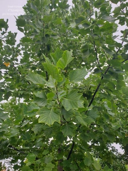 Тюльпановое дерево Лириодендрон (Liriodendron tulipifera) ФОТО Питомник растений Природа (15)