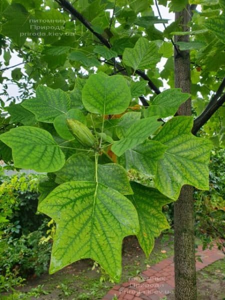 Тюльпановое дерево Лириодендрон (Liriodendron tulipifera) ФОТО Питомник растений Природа (16)