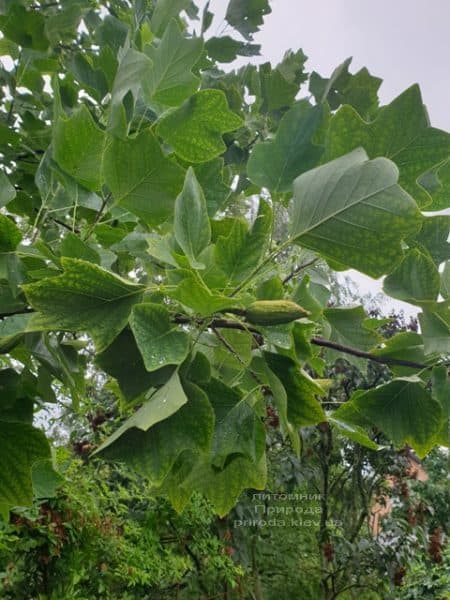 Тюльпанове дерево Ліріодендрон (Liriodendron tulipifera) ФОТО Розплідник рослин Природа (17)