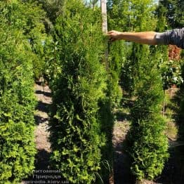 Туя западная колоновидная Колумна (Thuja occidentalis Columna) ФОТО Питомник растений Природа (1)