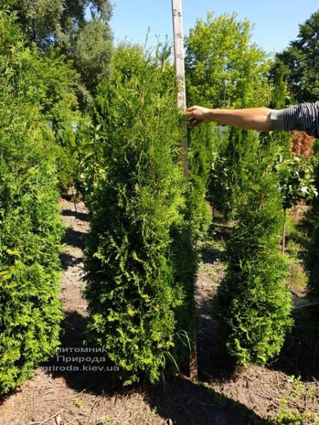 Туя западная колоновидная Колумна (Thuja occidentalis Columna) ФОТО Питомник растений Природа (1)