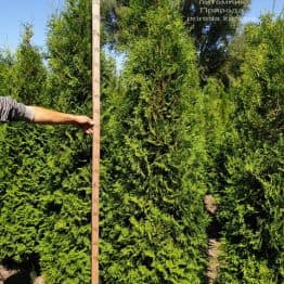 Туя західна колоновидна Колумна (Thuja occidentalis Columna) ФОТО Розплідник рослин Природа (12)