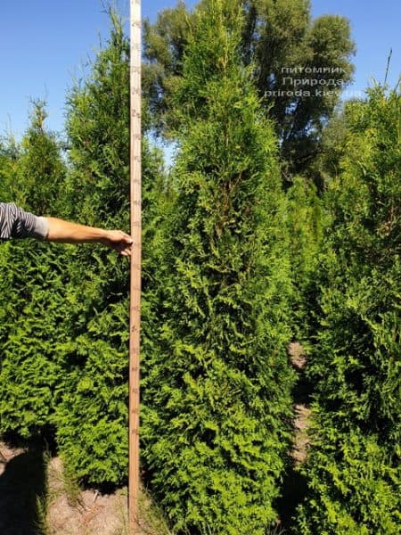 Туя західна колоновидна Колумна (Thuja occidentalis Columna) ФОТО Розплідник рослин Природа (12)