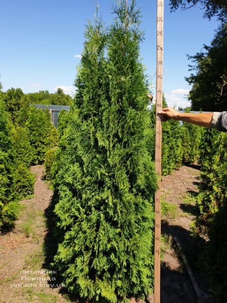 Туя західна колоновидна Колумна (Thuja occidentalis Columna) ФОТО Розплідник рослин Природа (13)