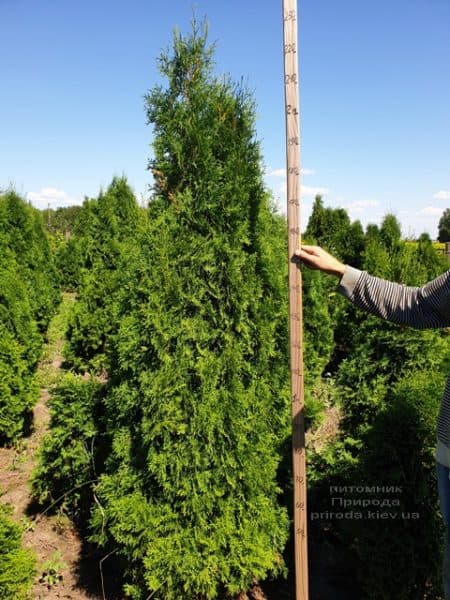 Туя западная колоновидная Колумна (Thuja occidentalis Columna) ФОТО Питомник растений Природа (14)