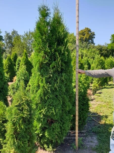 Туя западная колоновидная Колумна (Thuja occidentalis Columna) ФОТО Питомник растений Природа (16)