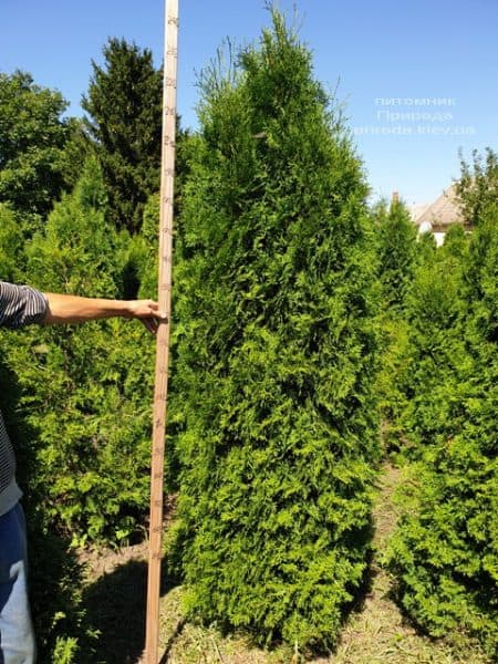 Туя західна колоновидна Колумна (Thuja occidentalis Columna) ФОТО Розплідник рослин Природа (17)