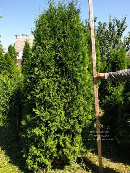 Туя западная колоновидная Колумна (Thuja occidentalis Columna) ФОТО Питомник растений Природа (19)