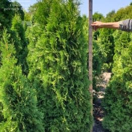 Туя западная колоновидная Колумна (Thuja occidentalis Columna) ФОТО Питомник растений Природа (3)