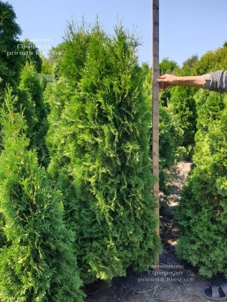 Туя західна колоновидна Колумна (Thuja occidentalis Columna) ФОТО Розплідник рослин Природа (3)