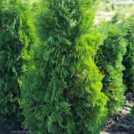 Туя западная колоновидная Колумна (Thuja occidentalis Columna) ФОТО Питомник растений Природа (4)