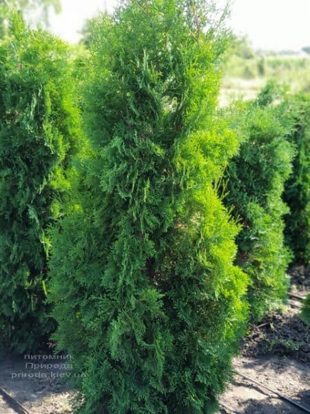 Туя западная колоновидная Колумна (Thuja occidentalis Columna) ФОТО Питомник растений Природа (4)