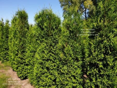 Туя западная колоновидная Колумна (Thuja occidentalis Columna) ФОТО Питомник растений Природа (6)