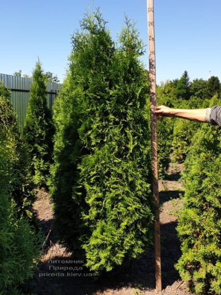 Туя западная колоновидная Колумна (Thuja occidentalis Columna) ФОТО Питомник растений Природа (8)