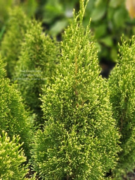 Туя западная Смарагд Витбонд (Thuja occidentalis Smaragd Vitbond) ФОТО Питомник растений Природа (1)